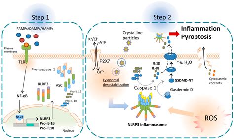 Role of Damage-Associated Molecular Patterns (DAMPS) in the