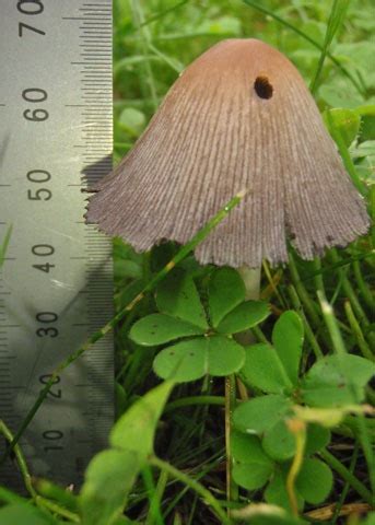 Mica Cap Coprinellus Sect Micacei