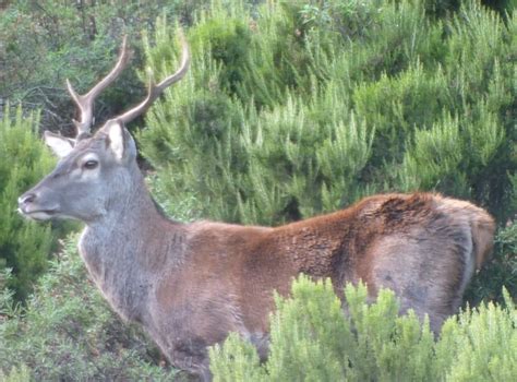 le cerf de corse cervu corsu en reconquete de son territoire