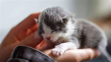 When Do Kittens' Eyes Open? (Explained)