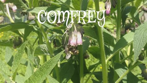 Plant Comfrey Under Fruit Trees To Attract Bees Youtube