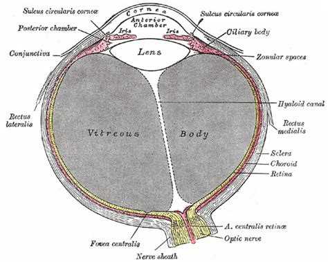 Anatomy Head And Neck Eye Fovea Statpearls Ncbi Bookshelf