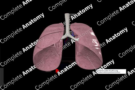 Inferior Lobe Of Left Lung Complete Anatomy