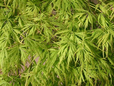 Acer Palmatum Dissectum Viridis Baumschule Frank