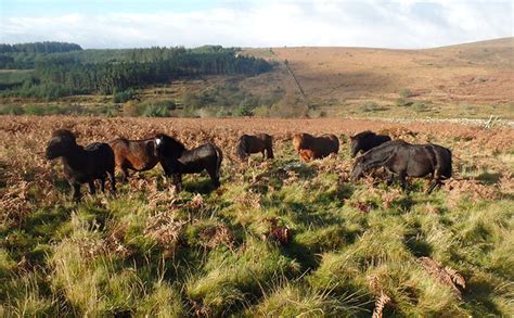 Dartmoor ponies helping with conservation