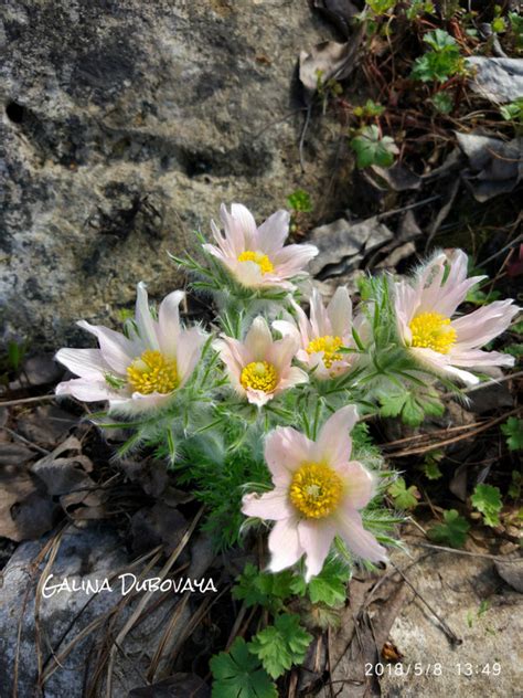 Предлагаю семена многолетних растений для сада на 2022год