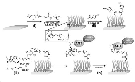 Fabrication Of Protein Functionalized Polymer Brushes I Grafting Of Download Scientific