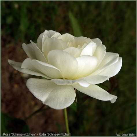 Plant Gallery - Encyklopedia Roślin: Rosa 'Schneewittchen' - Róża ...