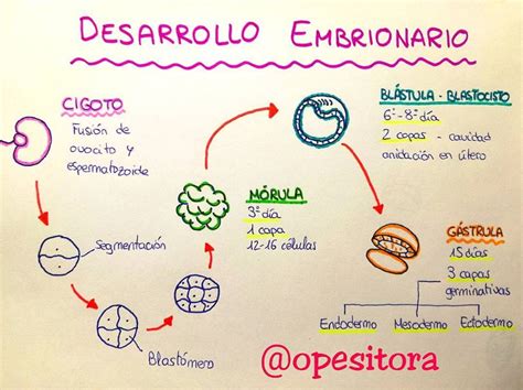 Mapa Mental Embrionario Ologia Porn Sex Picture