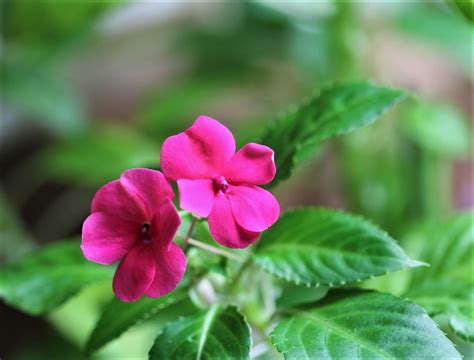 Impatiens Goutte De Sang 8 Neira Magic B Flickr