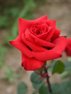 Виды и сорта роз: фото, названия, описание цветов какие бывают виды роз