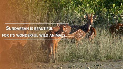 Sundarban is beautiful for its wonderful wild animals