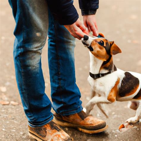 how to build confidence in an insecure dog
