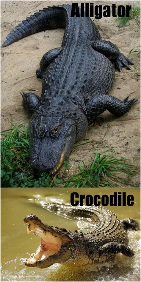 Alligator And Crocodile Difference : WHAT'S the Difference Between the