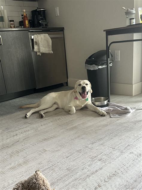 River’s always smiling… except… : r/labrador