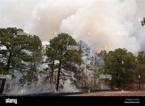 Wildfire Burns Through Pine Forest Outside Bastrop Texas Near Austin