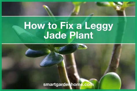 How To Fix A Leggy Jade Plant - Smart Garden And Home