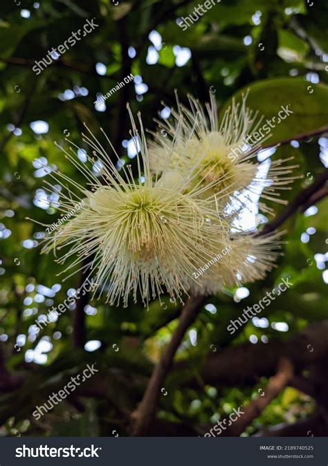 Jambu Plant Flower