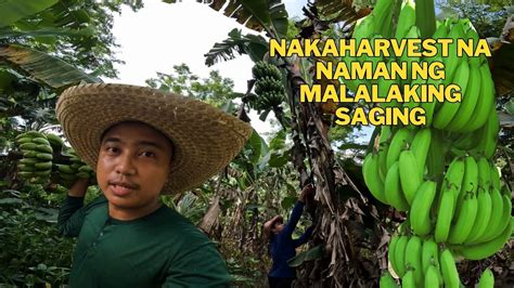 Pagkuha Ng Abono Ng Palay Sa Bahay At Pag Harvest Ng Malalaking Saging