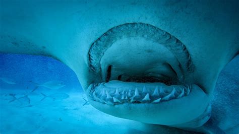 Shark Jaws Photos - Man vs. Shark - National Geographic Channel - Asia