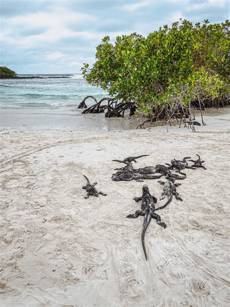 8 Helpful Tips for Your Galapagos Islands Vacation! - Lita of the Pack