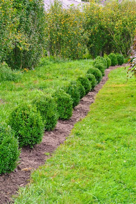 The Martha Stewart Blog : Blog Archive Planting Ajuga in the Pergola