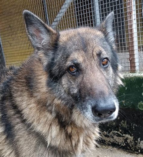 Lord Grey Pastore Tedesco Grigio Cerca Casa Cane A Latina In Regalo