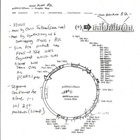 Addgene Pcdna31 Puro Nodamura B2