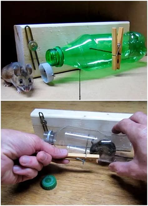 Diy Simple Soda Bottle Mousetrap Artofit