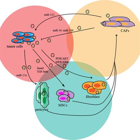 Mechanisms Of Exosome Biogenesis And Secretion Exosome Biogenesis