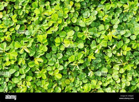 beautiful small leaf plant green grass background stock photo alamy
