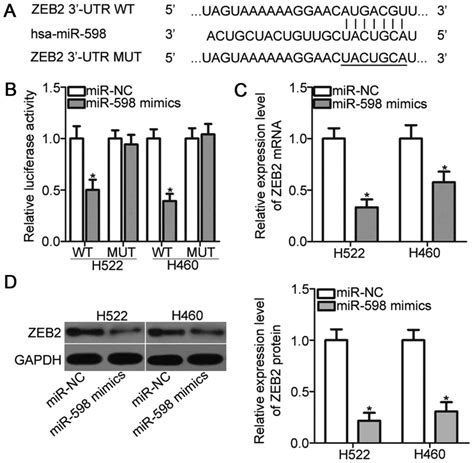 Microrna Inhibits The Proliferation And Invasion Of Nonsmall Cell