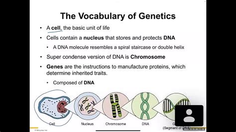 Introduction To Genetics Youtube