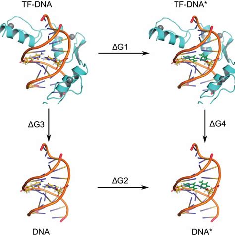 Thermodynamic Cycle For Binding Affinity Calculations The Difference
