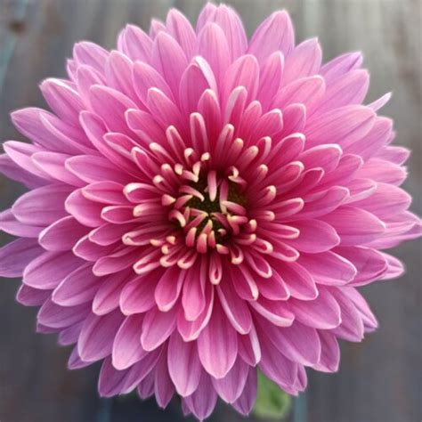 Купить хризантему Алёнка в Минске, Беларуси