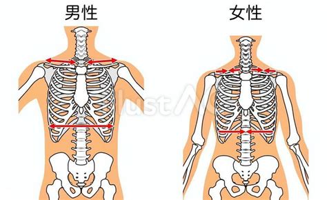 男女骨格 上半身イラスト No 23787885｜無料イラスト・フリー素材なら「イラストac」