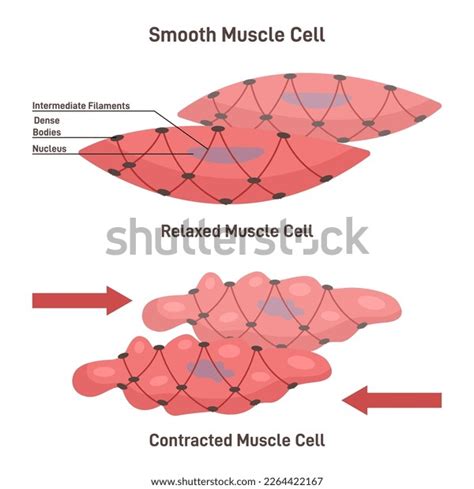 Smooth Muscle Cells Anatomical Structure Contraction Stock Vector Royalty Free 2264422167