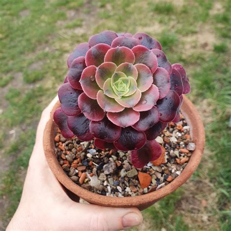 Купити Aeonium Medusa | Магазин кактусів та інших сукулентів на "Кактус ...