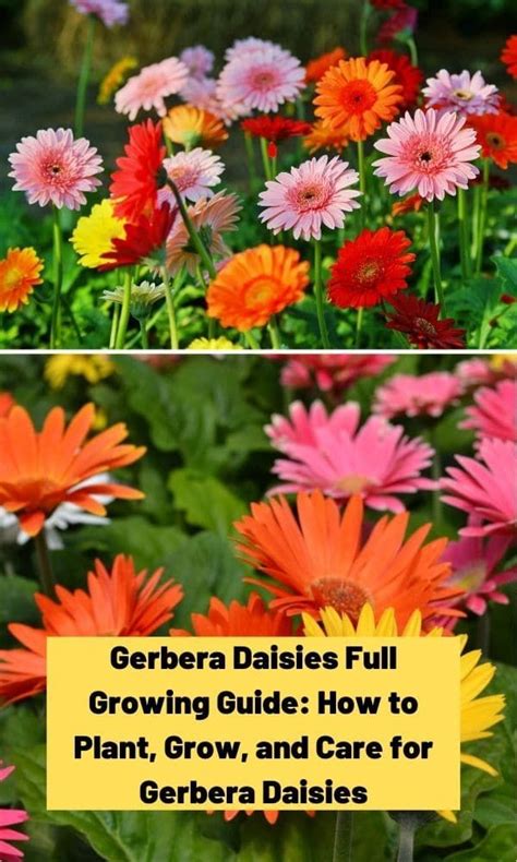 Gerbera Daisies Full Growing Guide How To Plant Grow And Care For