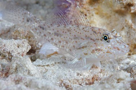 Helle Grundel (Familie: Gobiidae) - Schöpfung