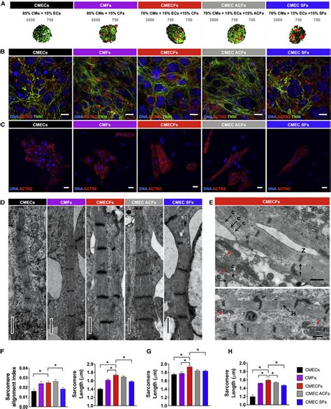 Cardiac Fibroblasts Promote Structural Maturation Of Hipsc Cms In