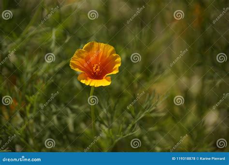 Beautiful Flower Yellow Front View Stock Photo Image Of Detail