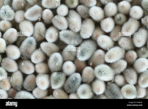 Expanded Buds Of Pussy Willow Closeup Background Stock Photo Alamy