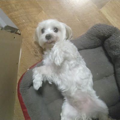 yuval horowitz atyuvalhorowitz twitter