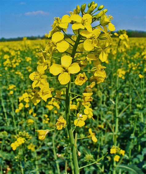 bild  raps flora natur im austria forum