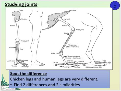 Ks3 Joint Dissection Chicken Leg Teaching Resources