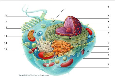 A Generalised Human Cell Functions Diagram Quizlet