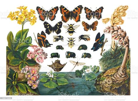 Koleksi Butterfies Eksotis Dan Serangga Pada Pola Bunga Koleksi Vintage