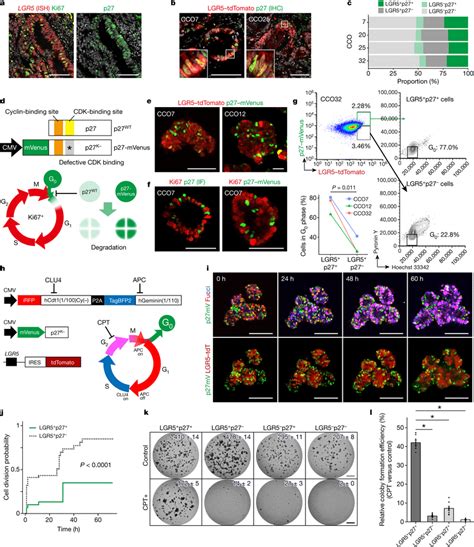 Characterization Of Dormant Lgr Cells A Immunostaining Of Ki