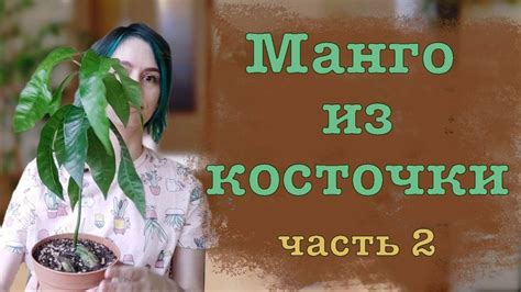 Манго из косточки. Часть 2: первые два месяца. - YouTube